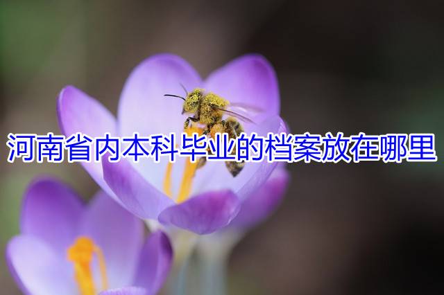 河南省内本科毕业的档案放在哪里