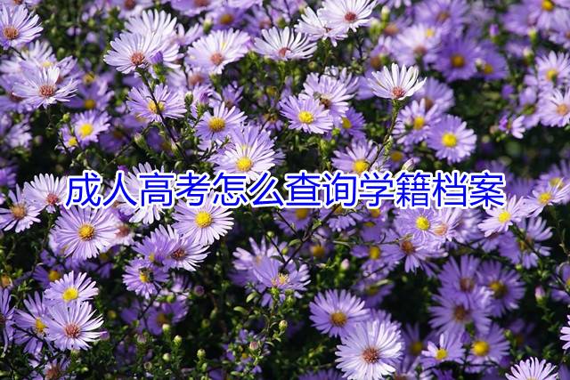 成人高考怎么查询学籍档案